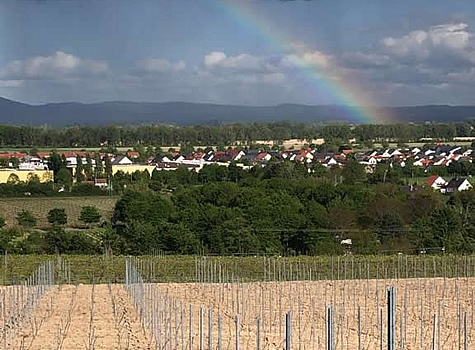 Weingut Kleemann, Gimbsheim, Rheinhessen